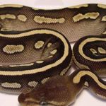 Randy Remington - @snakemorphs1 - Instagram