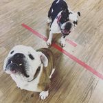 Randy & Rex - @randy_n_rex_bulldogcrew - Instagram