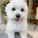 randy rex - @randyrex2020 - Instagram