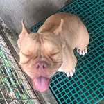 Randy Rex - @randy.mirasol - Instagram