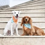 randy rex - @uouo3653_ - Instagram