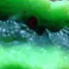 Randy the T. rex - @randydatrex - TikTok