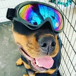 Brandon Barrios - @randy.rottwiler678 - Instagram