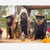 Chews4Paws - @randyrottluff - TikTok