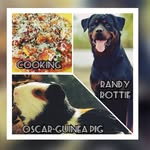 Randy - The Rottweiler - @randy_the_rottweiler - Instagram