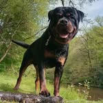 Randy🐶 - @_randy_therott - Instagram