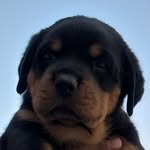 randy - @randy.rott.erik - Instagram
