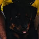 Randy - @randy_the_rottweiler_ - Instagram