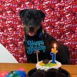 Randy Rottweiler 🐾🐕 - @randy__rottweiler - Instagram