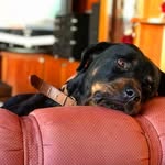 🔥Randy The Rottie🔥 - @randy_therottweiler - Instagram