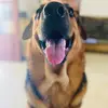 Randy_The_Rottnshepard - @doggyandboy - TikTok