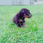 🐶Randy🐶Nacio 30_07_2017🐶📸 - @randy_rottweiler - Instagram