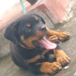 rott whiller 🐶 - @randy_rott - Instagram