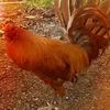 Randy Roy - @user6884607837368 - TikTok