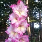 Randy Royall - Facebook
