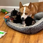 Randy and Ruby - @randy.ruby_ - Instagram