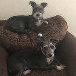 Randy And Ruby - @randy_and_ruby - Instagram