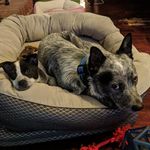 Randy and Ruby - @randyandruby - Instagram