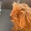 gegblaine - @randyruffruff - TikTok
