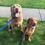 Randy & Stan Funk 🐶 - @south_pawk_brothers - Instagram