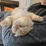 Lenny, Squiggy, Frances, and Randy / Daniel Tiger - @cattyshaq - Instagram