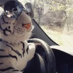 Randy Tiger - @randy_da_tiger - Instagram