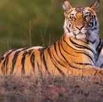 Randy Tiger - Facebook