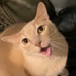 Randy Tigermouth - @randytigermouth - Instagram