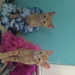 Randy+Tiger - @randy_and_tiger - Instagram