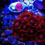 Randy Tolliver - @reefratz_saltwater - Instagram