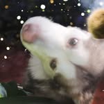 Randy Turnpaugh II - @randyturnpaugh - Instagram