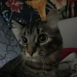 Brooklyn Wilmot - @randy._butternubs - Instagram