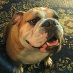 Randy Butter Knubbs - @randybutterknubbs - Instagram