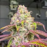 Randy Wagoner - @wagoner.randy - Instagram