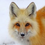 Randy Weinstein - @where.the.wildthings.roam - Instagram