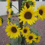 Randy Willoughby - @willoughbyrandy - Instagram
