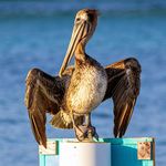 Randy Witt - @wittrandy - Instagram