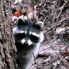 RangerRickLives - @rangerrickalive - TikTok