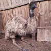 Ranikin Knarlwalker - @ranikin.knarlwalker - TikTok