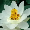 Ranjit Acharya - @ranjit.acharya1 - TikTok