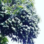 Ranjit Batth - @jashan_tora - Instagram