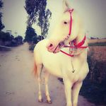 ranjit dhindsa - @ranjitdhindsa05 - Instagram