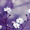 rankokosan1 - @rankokosan1 - TikTok