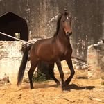 mandha_stud - @rao_khangar_mandha_stud - Instagram