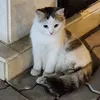 Raouf Abdullah - @raouf.ibrahim.raouf - TikTok