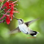 Raphael Bell - Facebook
