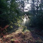 Raphaël Bernier - @jetouchedu_bois - Instagram