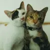Dean cat - @dean.raphael - TikTok