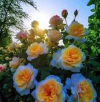 Raphael Dean - Facebook