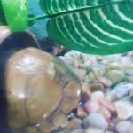 Raphael dean ervin - @ogturtle2020 - Instagram